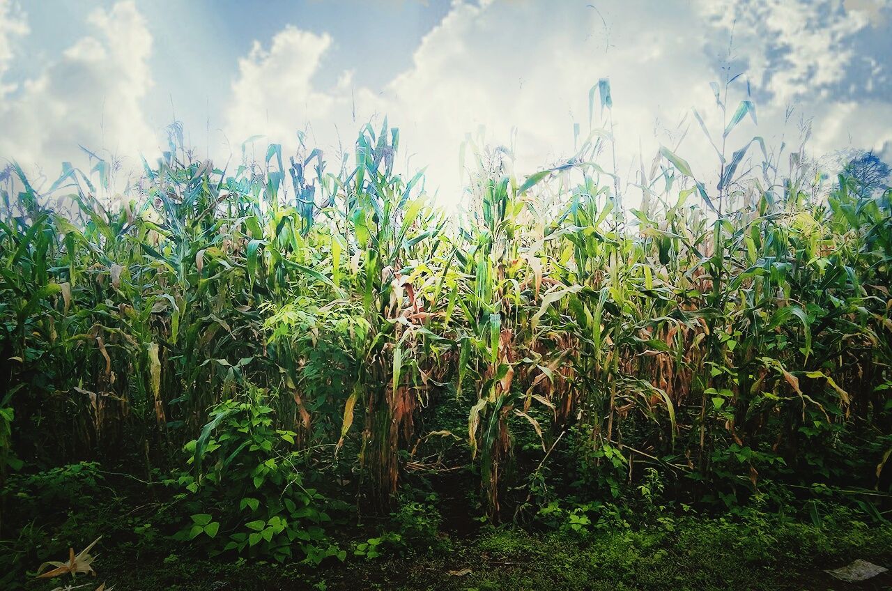 CROPS GROWING IN FIELD