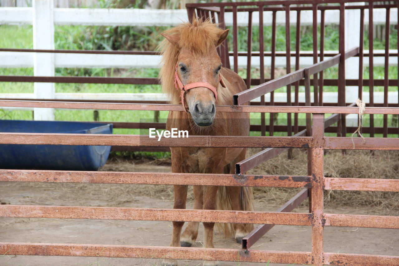 Horse standing in stable