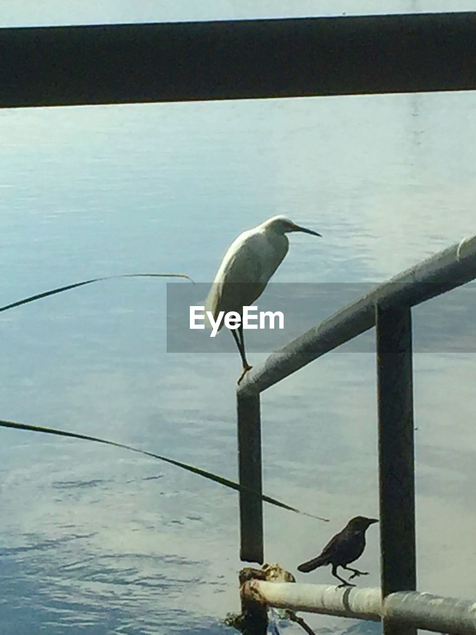 VIEW OF SEAGULL PERCHING ON A SEA