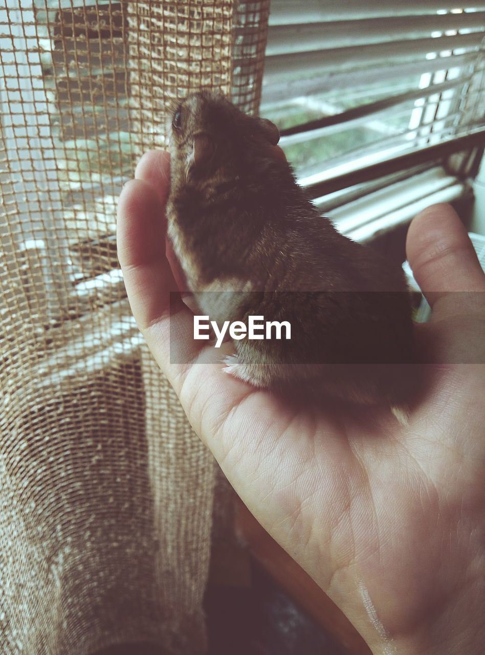 CLOSE-UP OF PERSON HAND FEEDING CAT WITH MOUTH OPEN