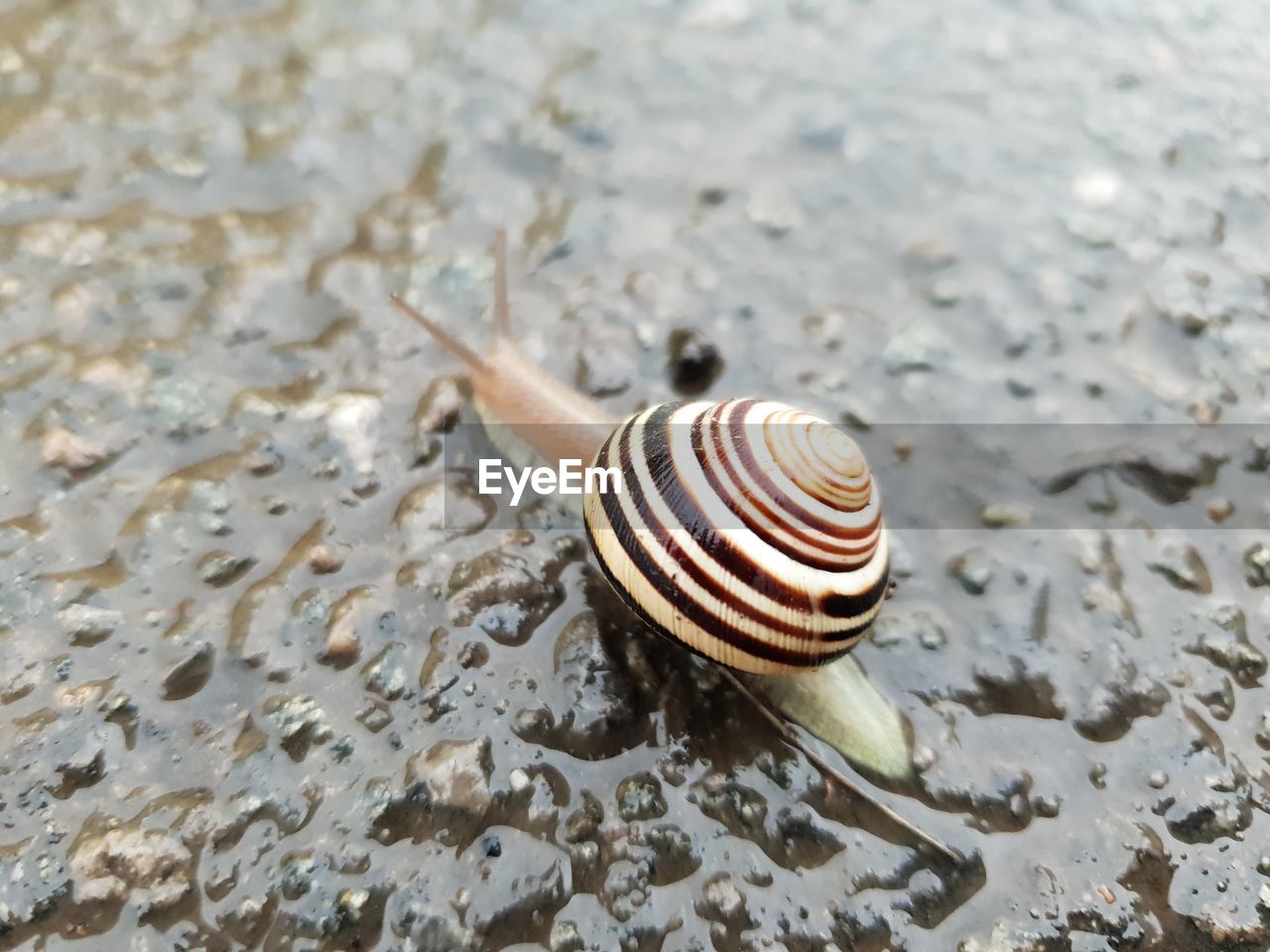 HIGH ANGLE VIEW OF SNAIL ON WATER