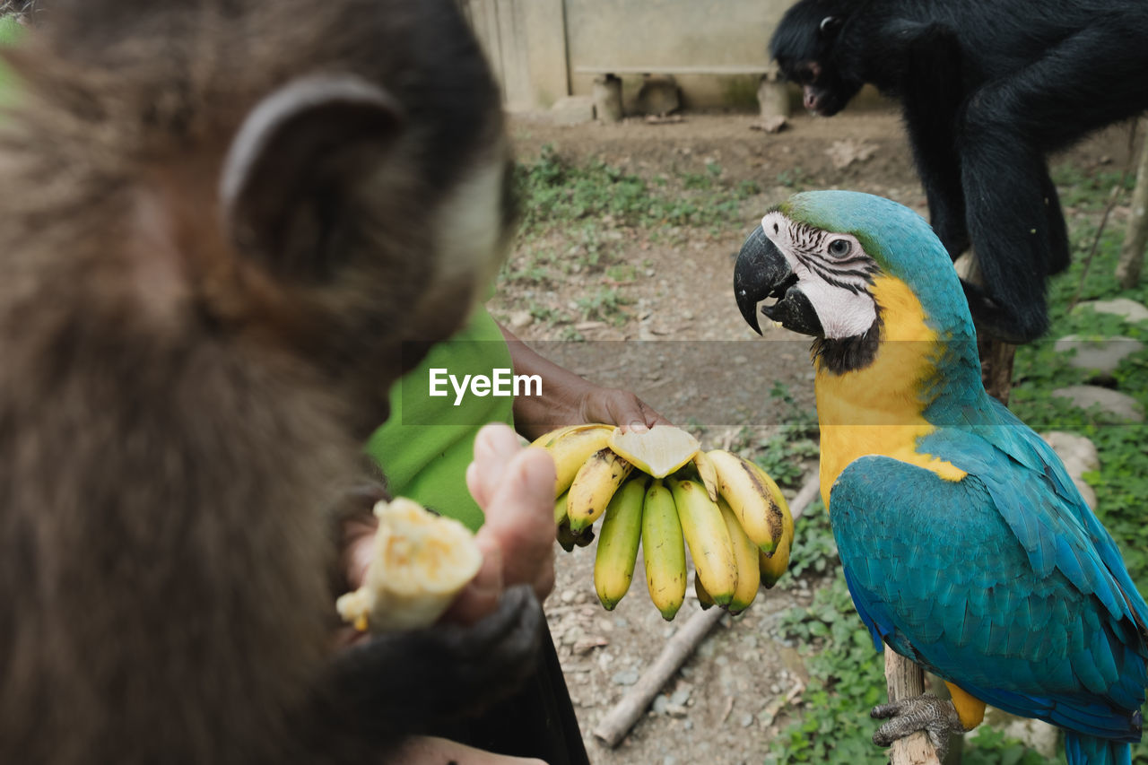 A blue and yellow macaw, a spider monkey and a capuchin monkey grabbing a cheeky snack in the amazon