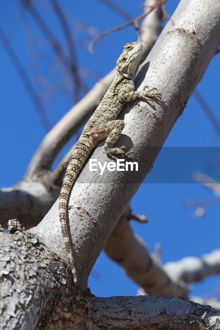 LOW ANGLE VIEW OF TREE AGAINST SKY