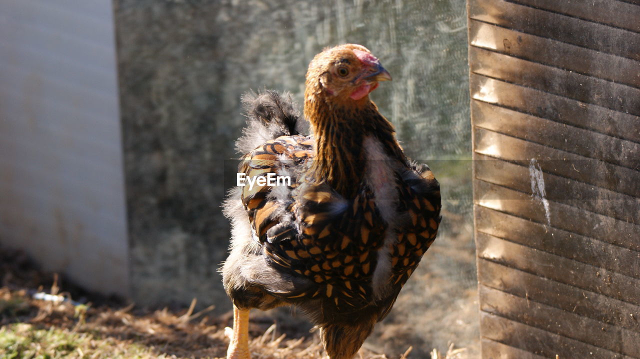 Close-up of a chicken