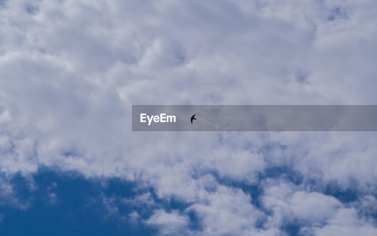 LOW ANGLE VIEW OF BIRD FLYING