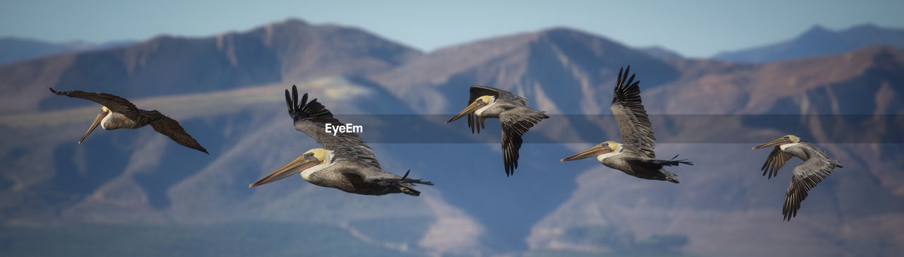 Panoramic view of birds flying against mountains