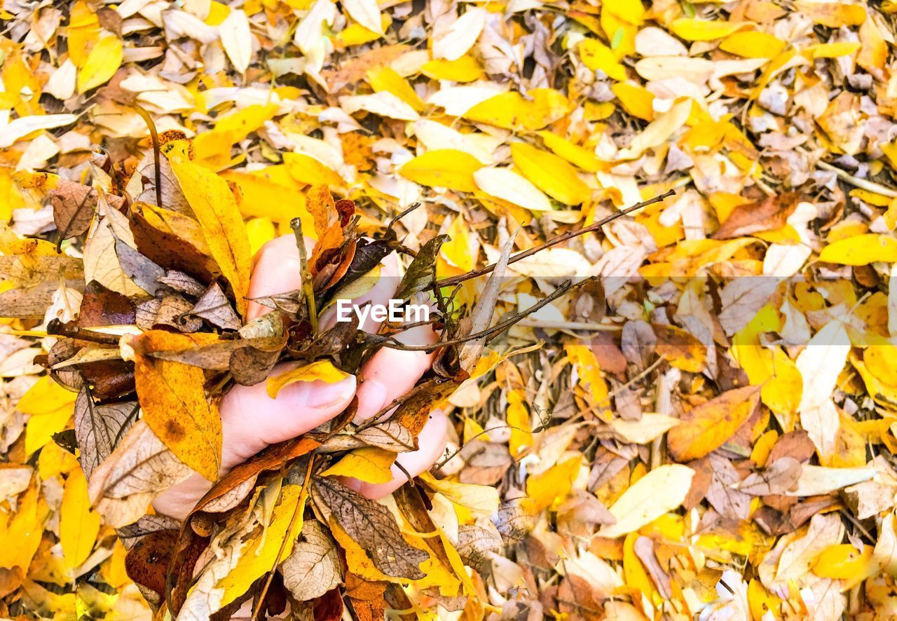 LOW SECTION OF AUTUMN LEAVES