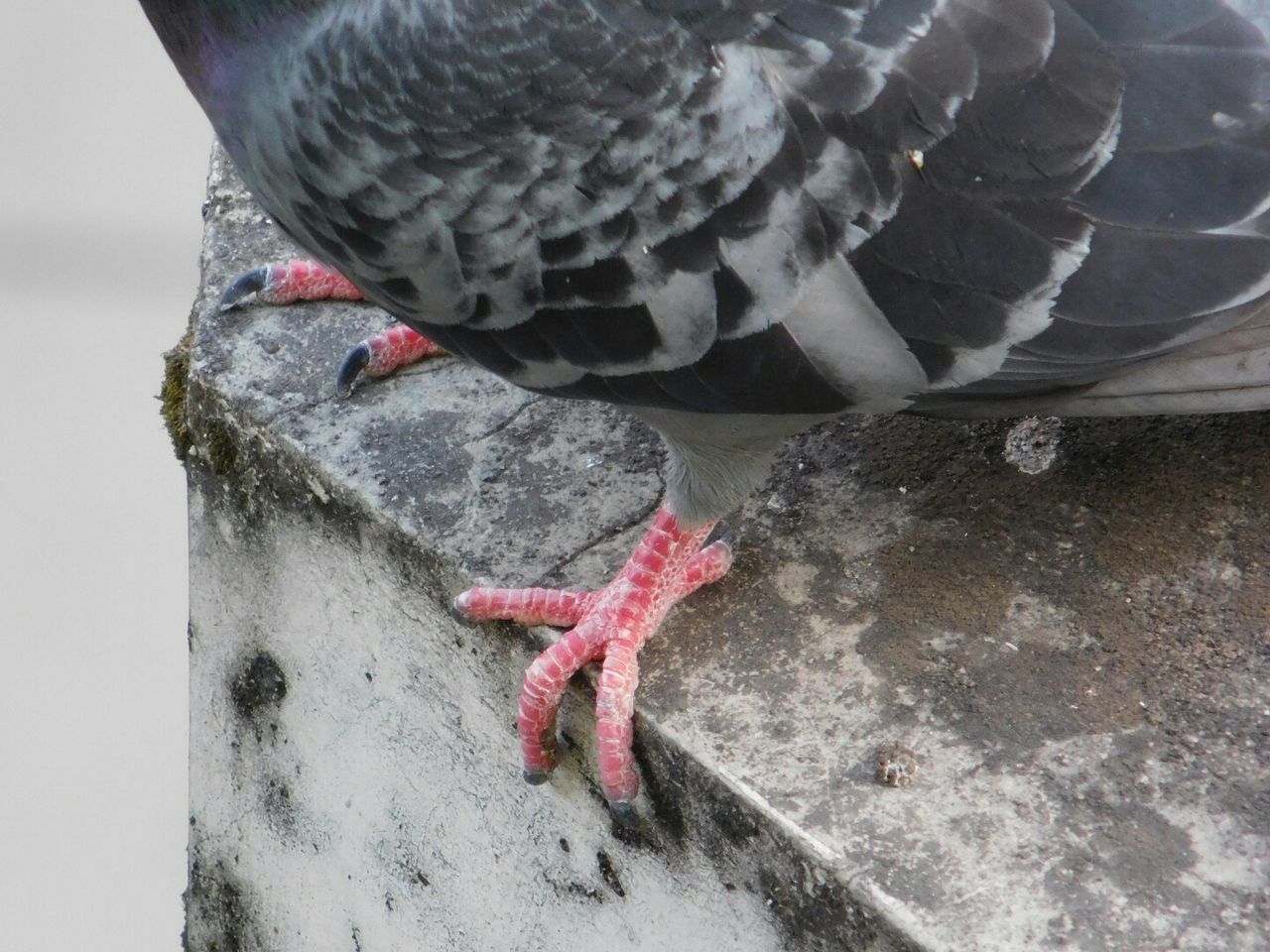 CLOSE-UP OF BIRD PERCHING ON WOOD