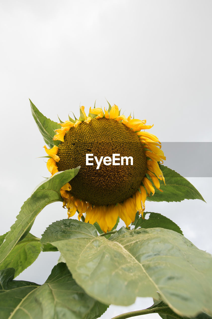 CLOSE-UP OF SUNFLOWERS