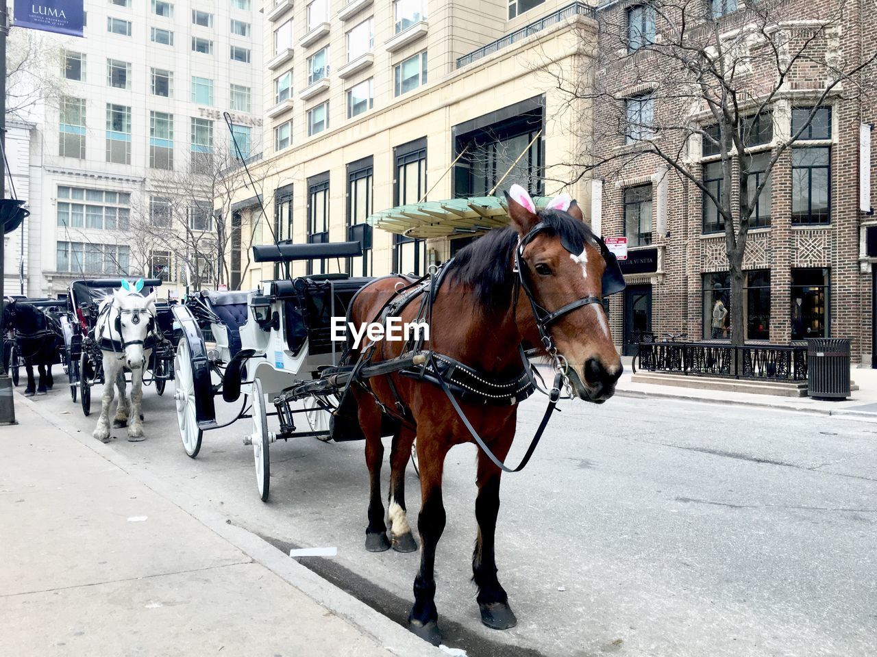 Horse carts on street