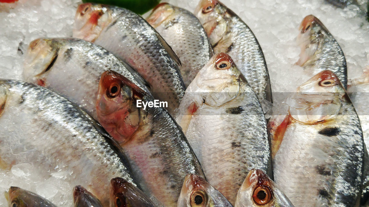 CLOSE-UP OF FISH FOR SALE AT MARKET STALL