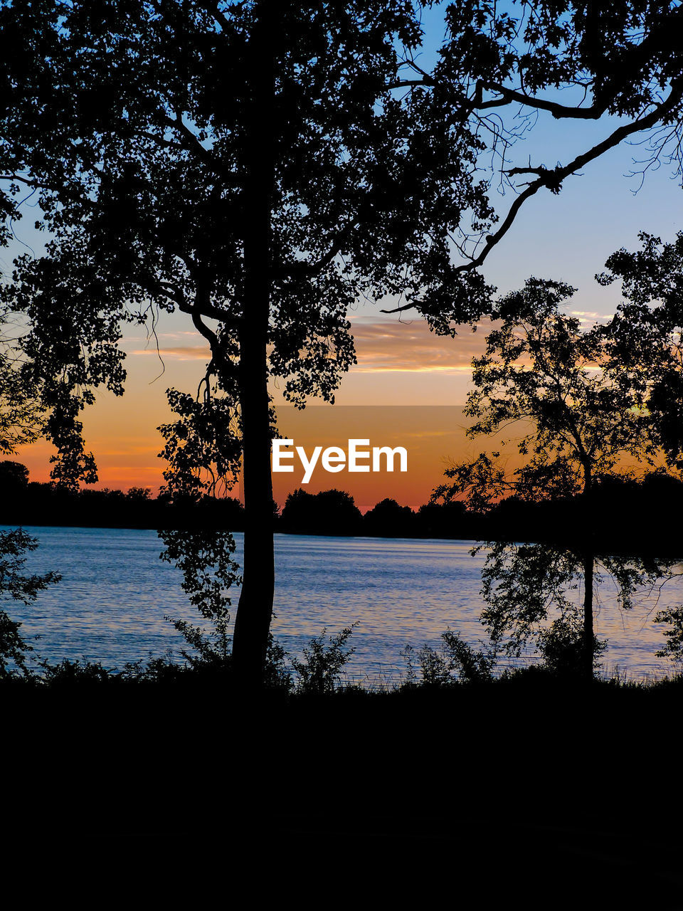 Silhouette trees by lake during sunset