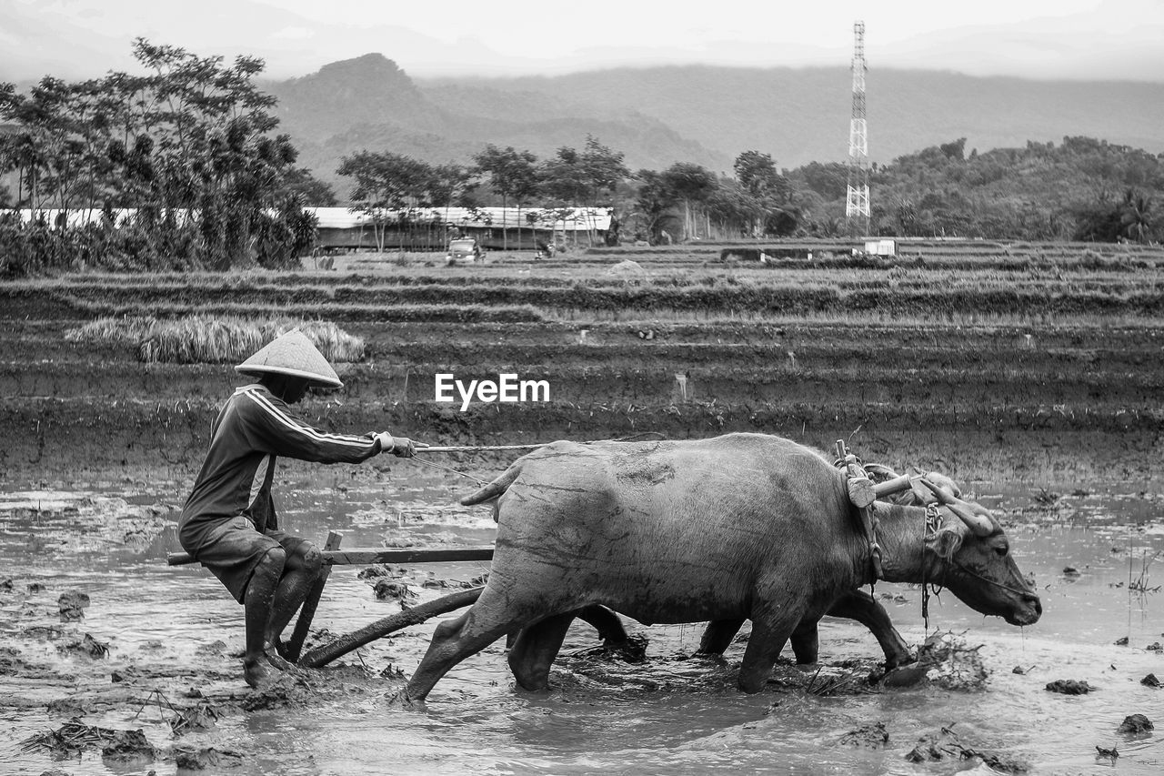 VIEW OF MAN ON FIELD BY FARM