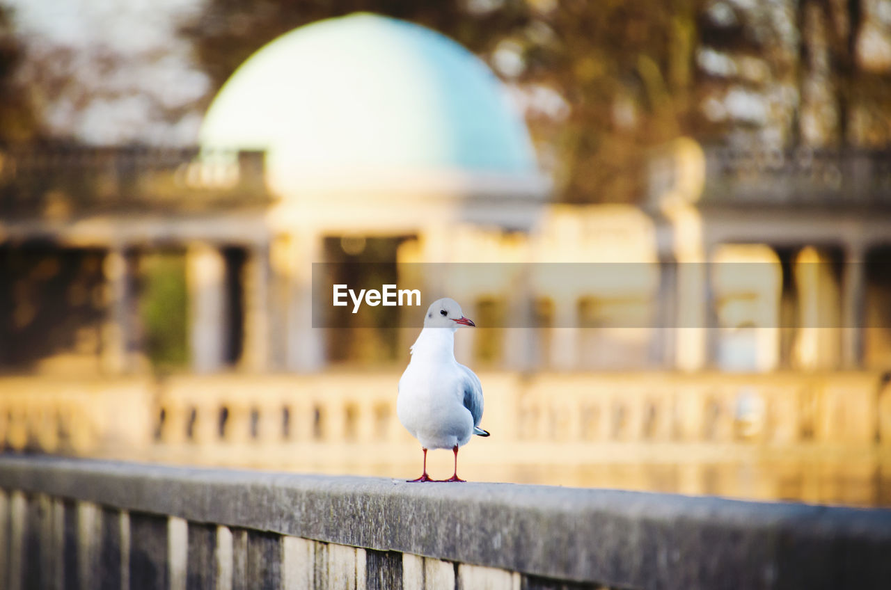 SEAGULL PERCHING ON RETAINING WALL