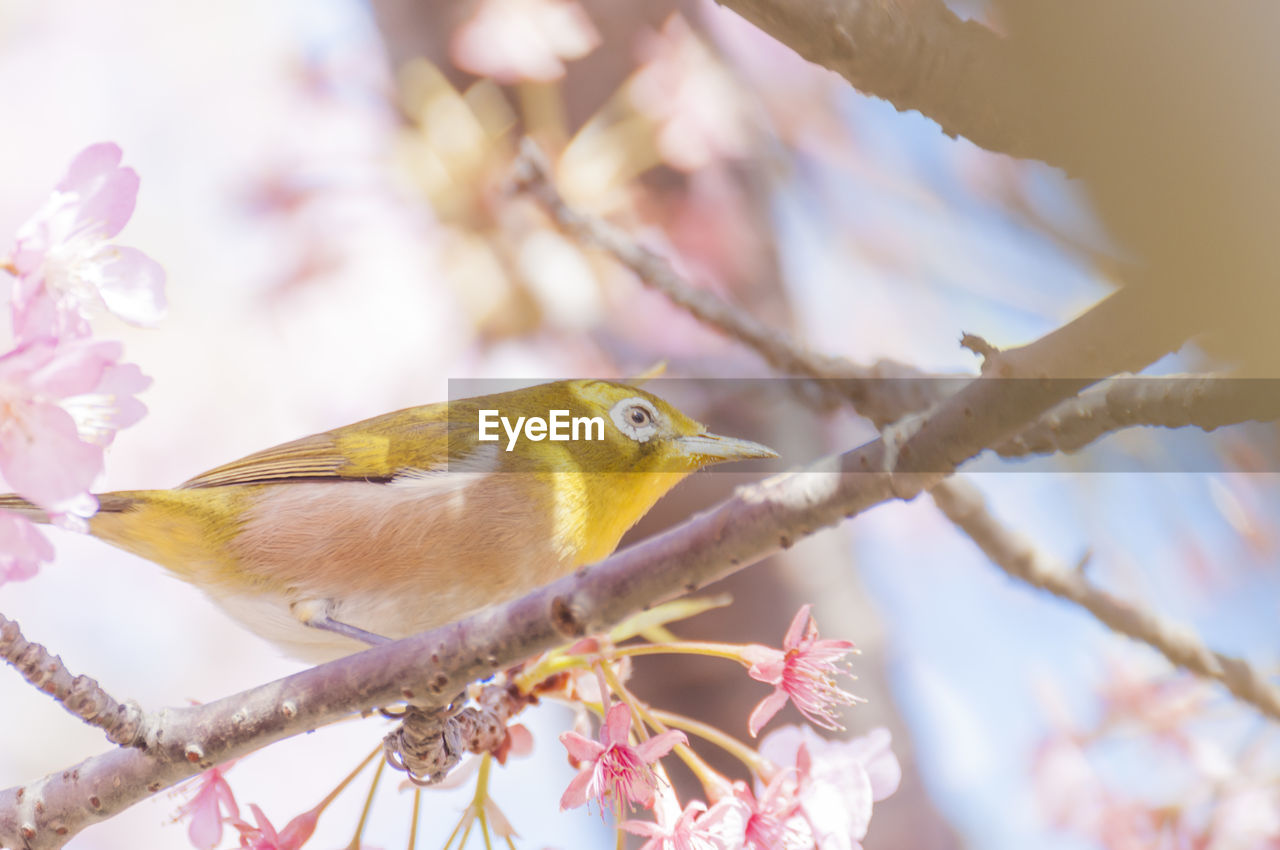 CLOSE-UP OF A BIRD PERCHING ON CHERRY BLOSSOM