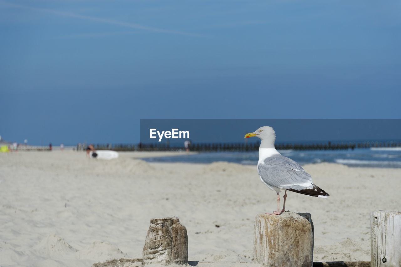 bird, animal, beach, animal themes, animal wildlife, water, sea, wildlife, land, sand, nature, shore, gull, seagull, sky, seabird, coast, day, perching, no people, ocean, one animal, beauty in nature, body of water, focus on foreground, outdoors, horizon over water