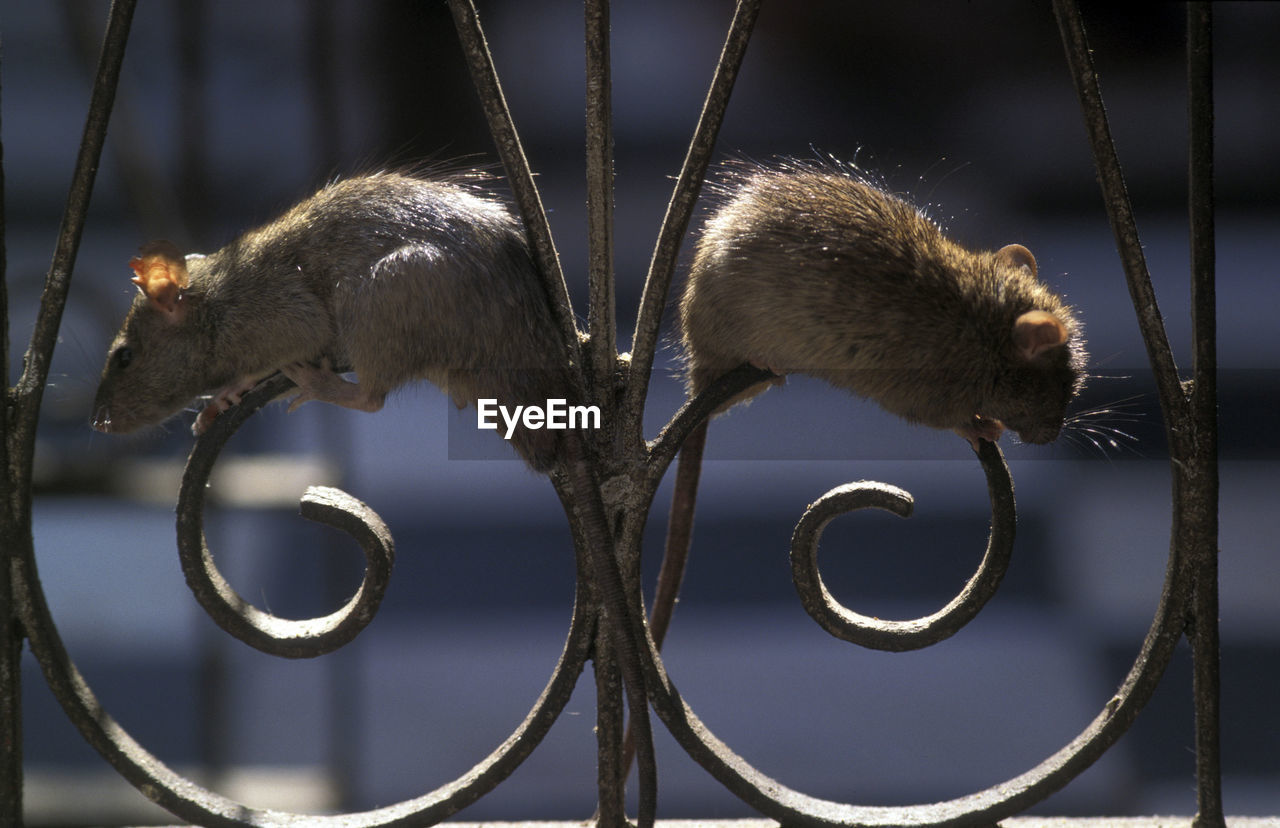 Close-up of rats on metal fence
