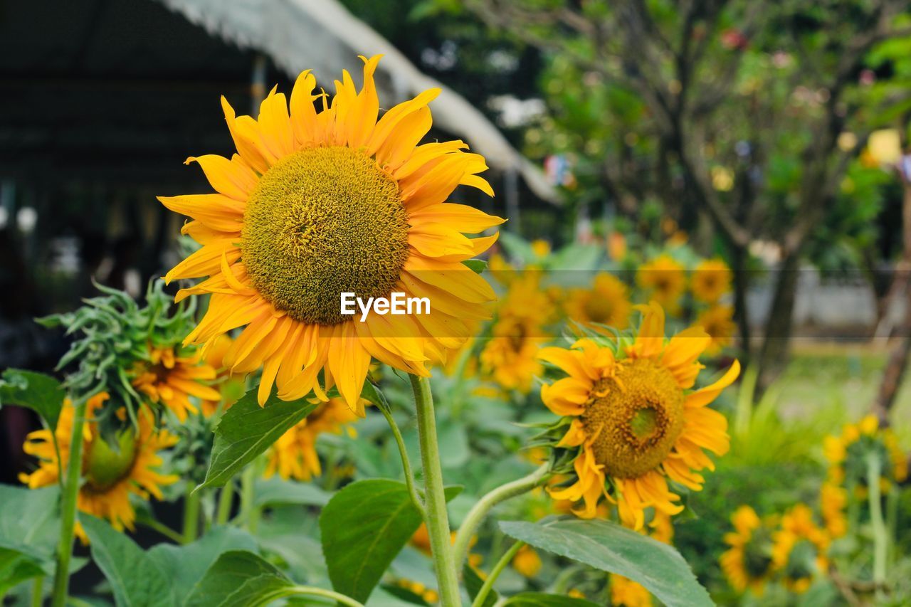 Close-up of sunflower on field