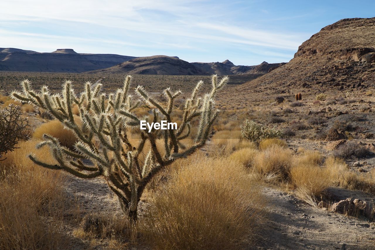 Plants growing in desert against sky