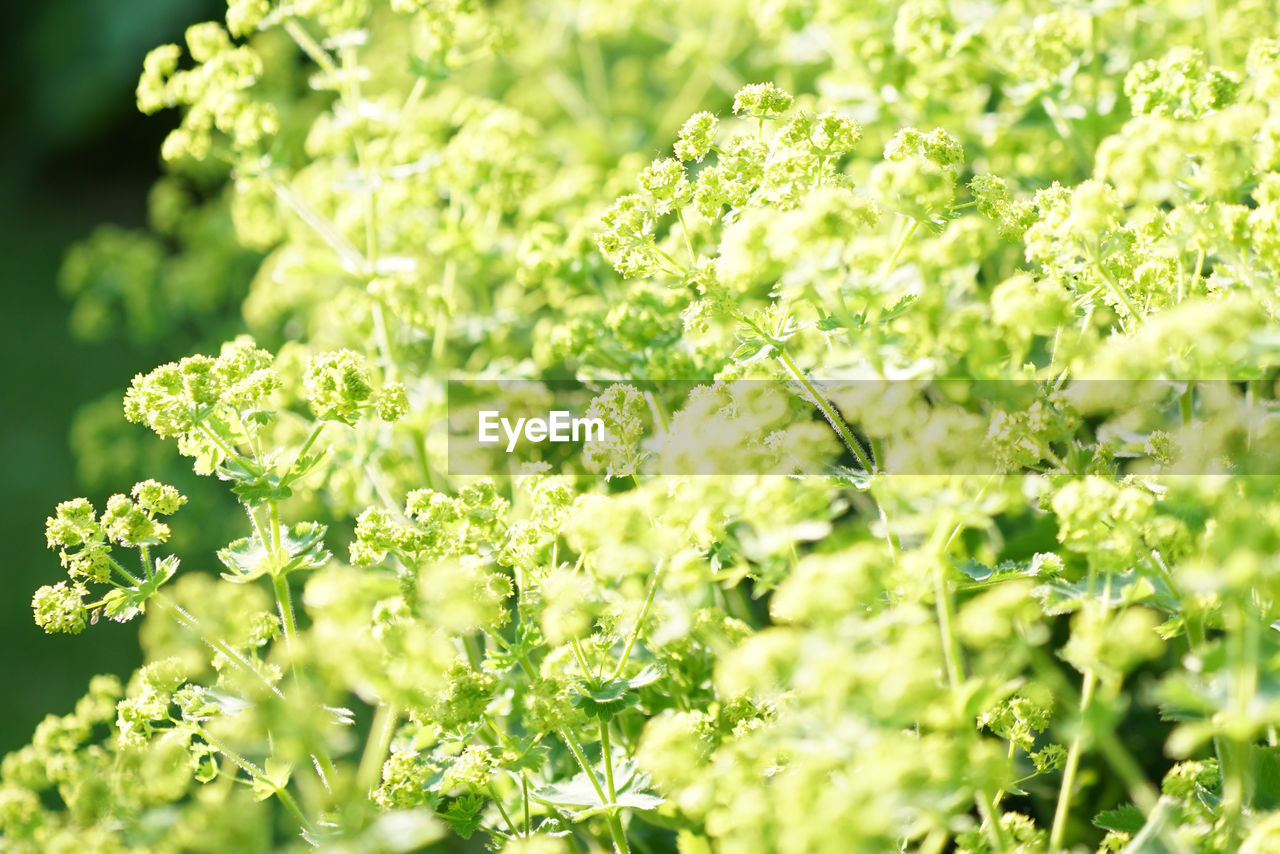 Close-up of flowering plant growing on field