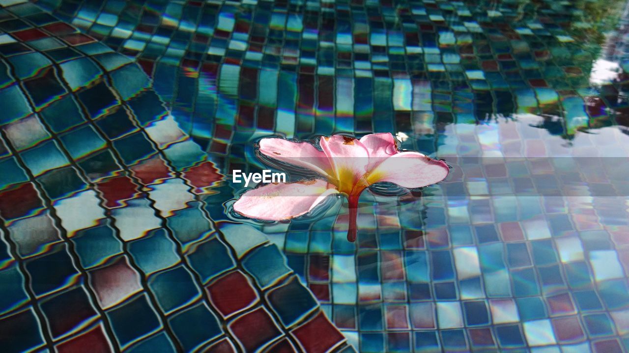 CLOSE-UP OF FLOWERS BLOOMING AGAINST WATER