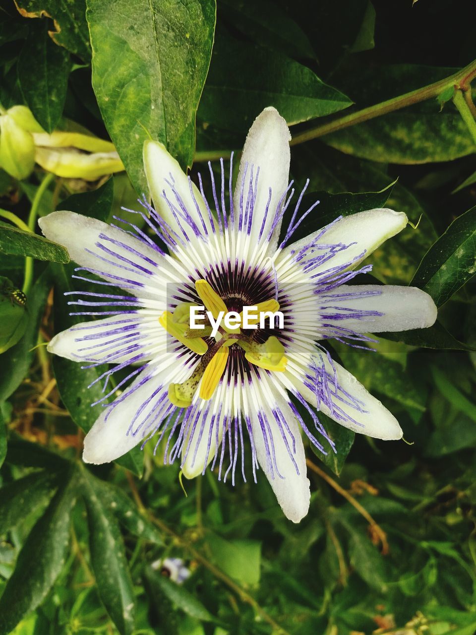 DIRECTLY ABOVE SHOT OF PURPLE FLOWER IN BLOOM