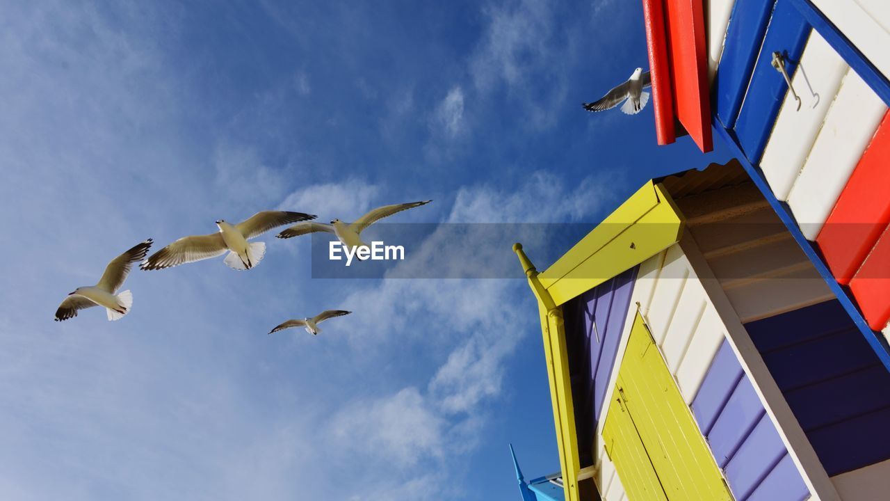 Low angle view of seagulls flying against sky