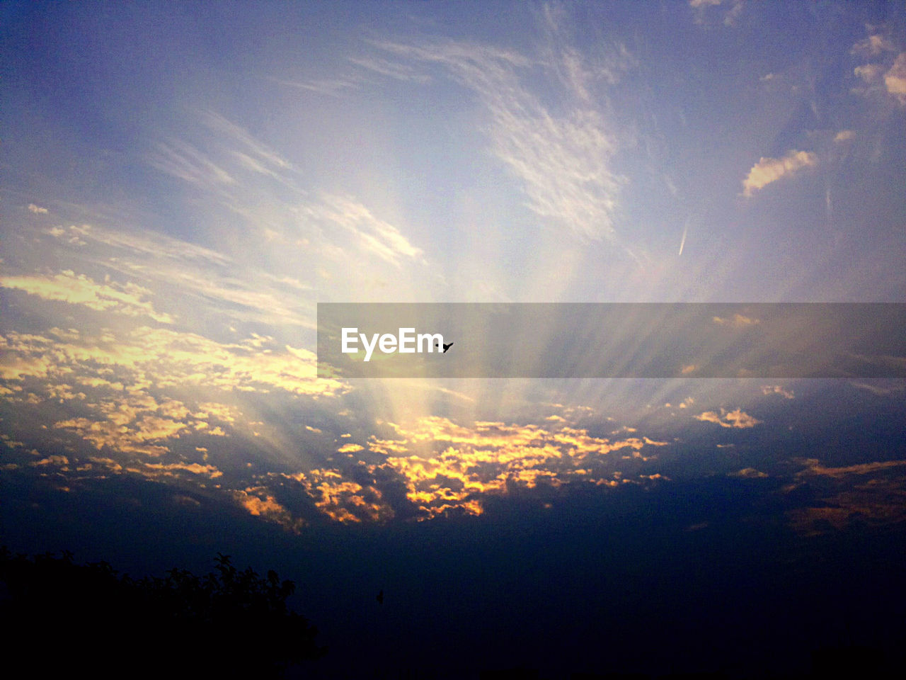 LOW ANGLE VIEW OF TREES AGAINST SKY