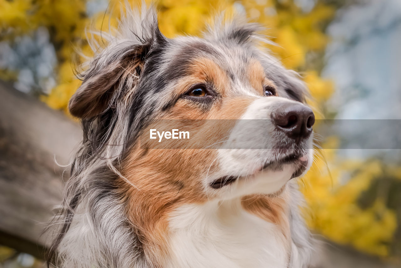 CLOSE-UP OF A DOG LOOKING AWAY OUTDOORS