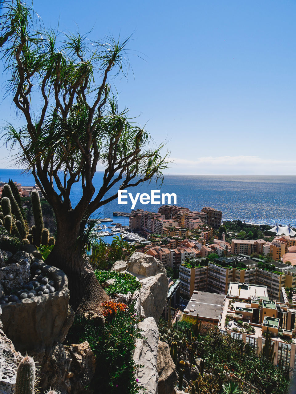 HIGH ANGLE VIEW OF TREE AND CITYSCAPE AGAINST CLEAR SKY