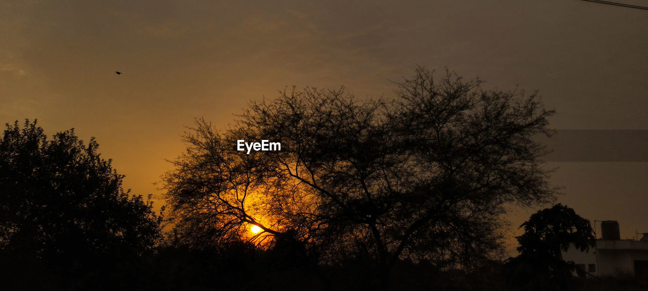 SILHOUETTE OF TREES AT NIGHT