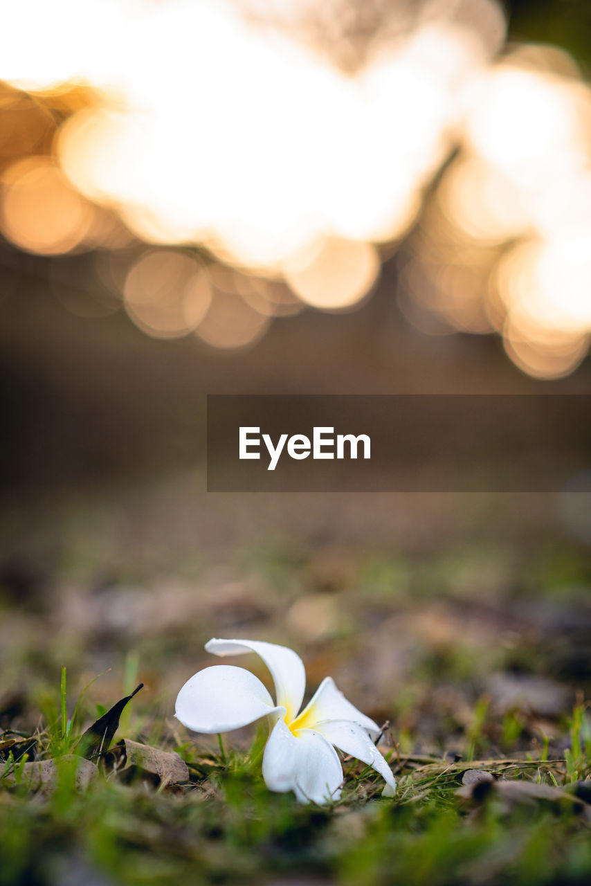 CLOSE-UP OF WHITE FLOWERING PLANTS ON FIELD