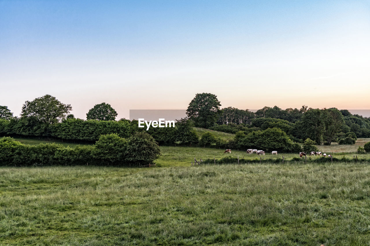 Scenic view of tranquil landscape against clear sky