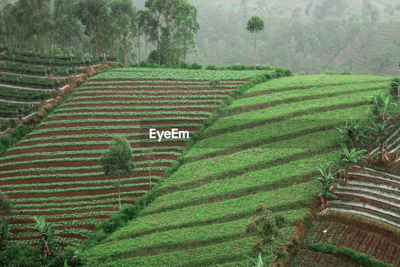 High angle view of agricultural field