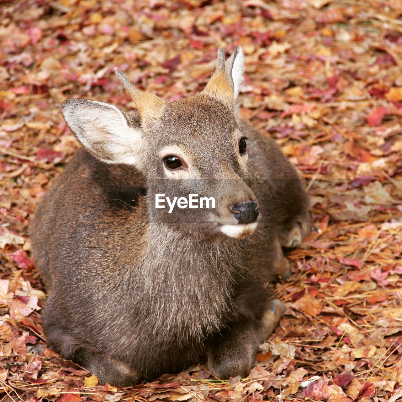 HIGH ANGLE PORTRAIT OF DEER IN FIELD