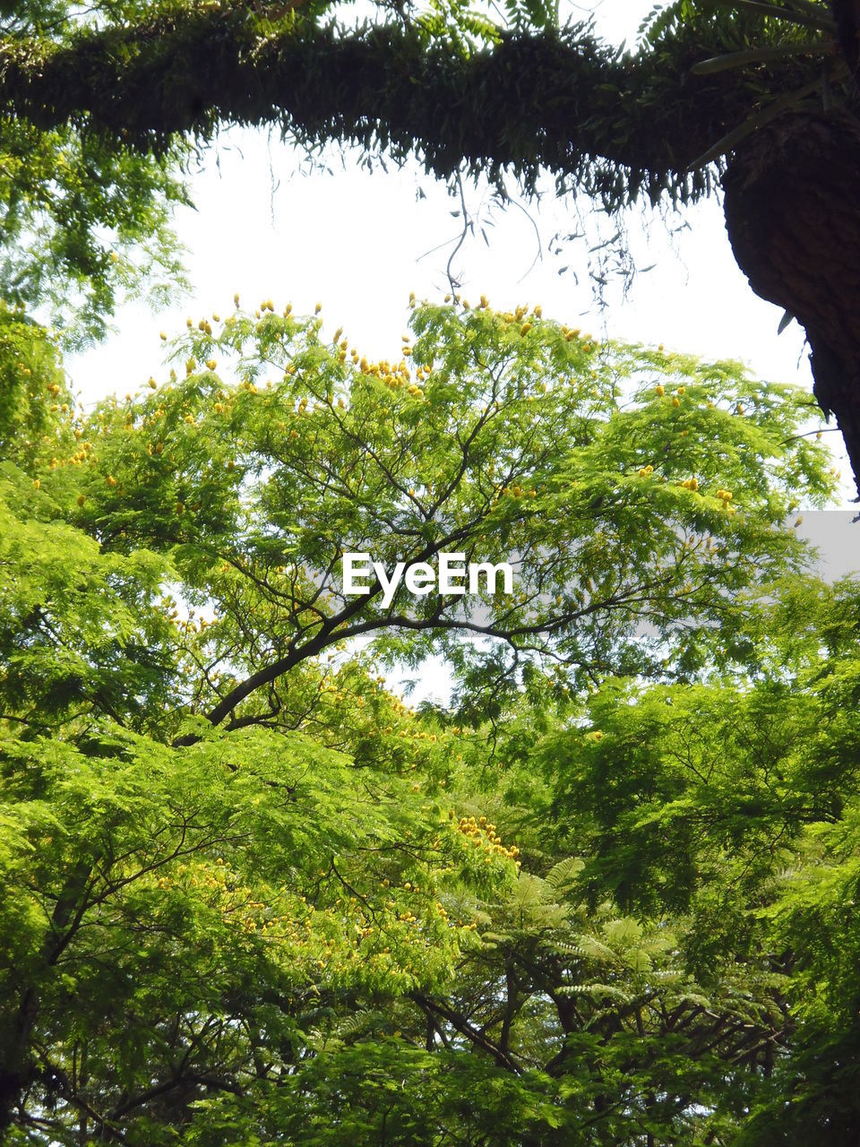 LOW ANGLE VIEW OF TREE AGAINST SKY