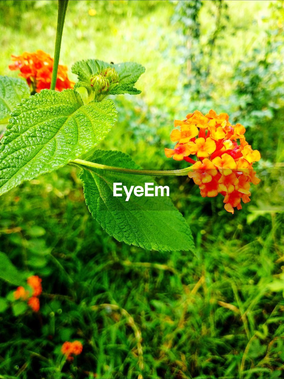 Close-up of orange flowering plant