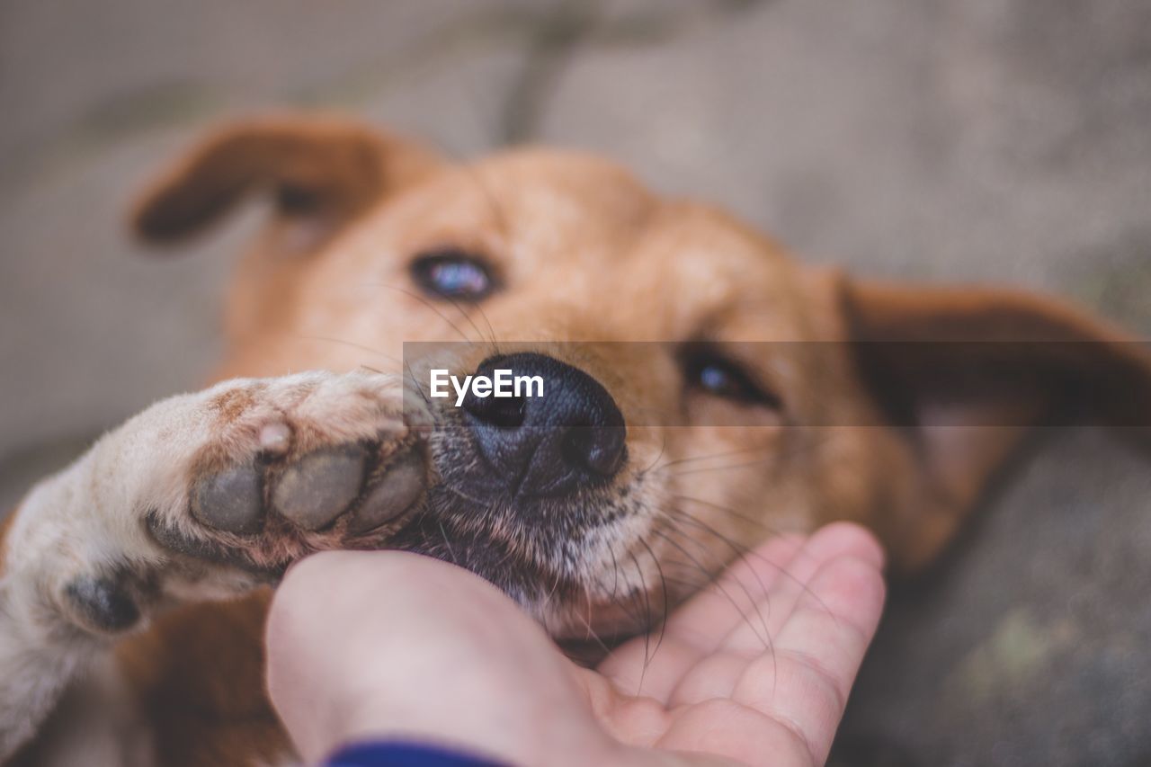 Close-up of person playing with dog