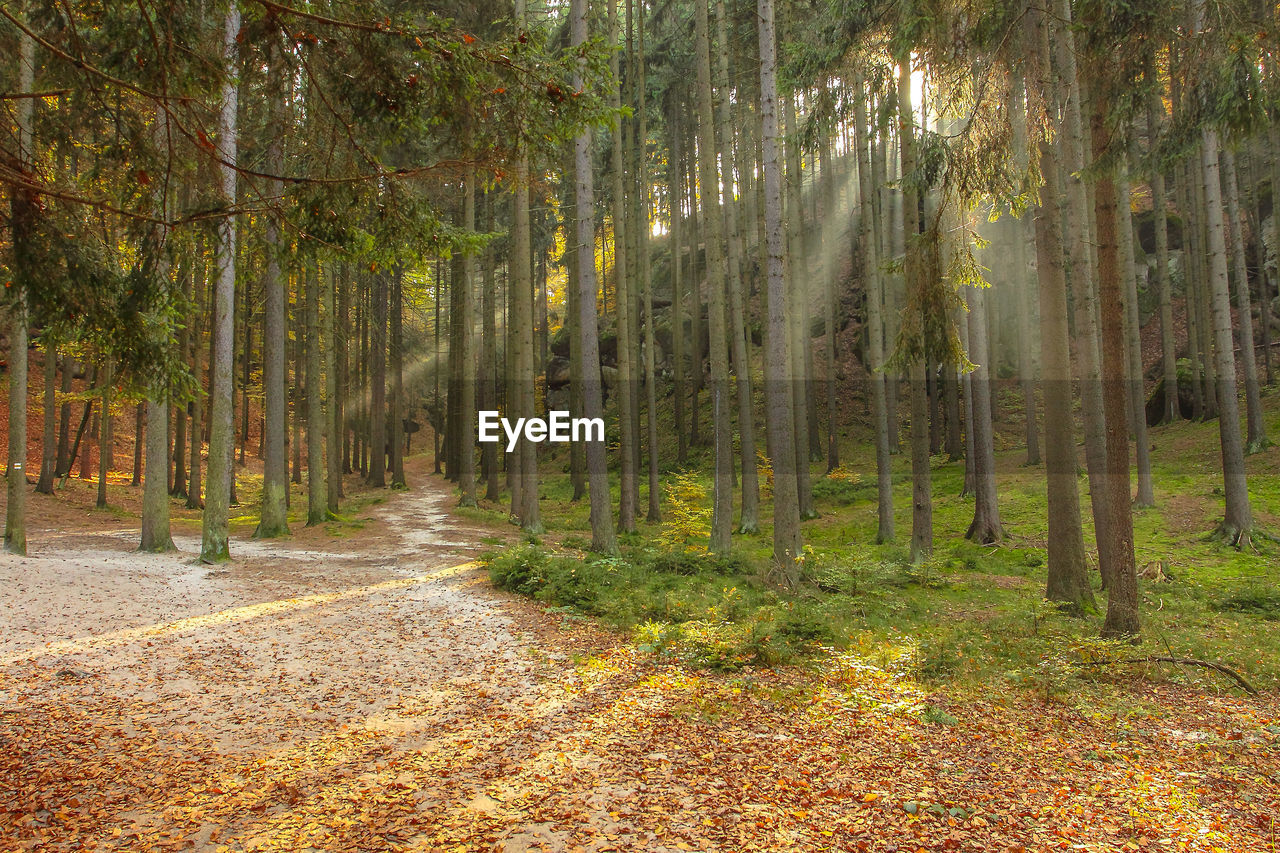 Dirt road passing through forest