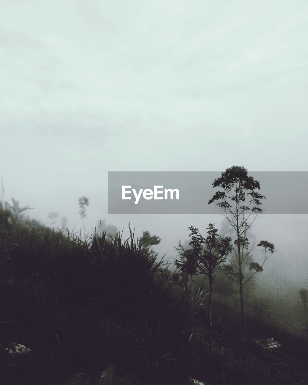 TREES ON LANDSCAPE AGAINST SKY