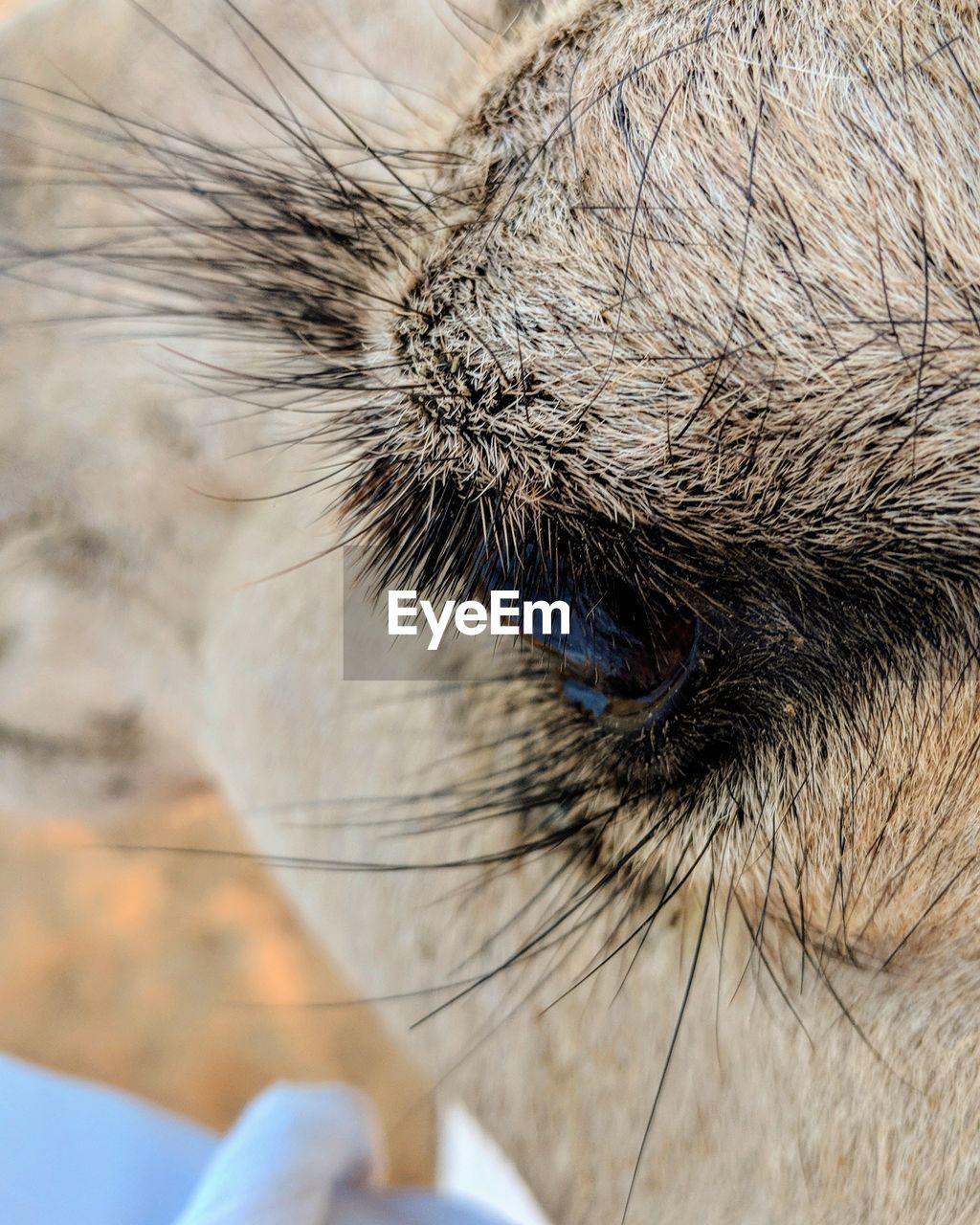 EXTREME CLOSE-UP OF EYE