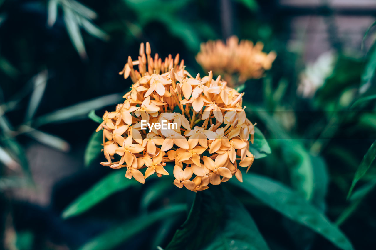 Close-up of flower blooming outdoors