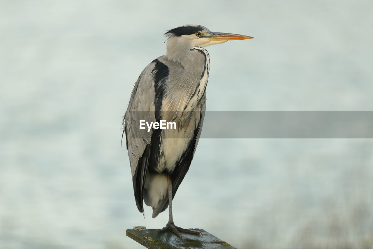 A grey heron up close