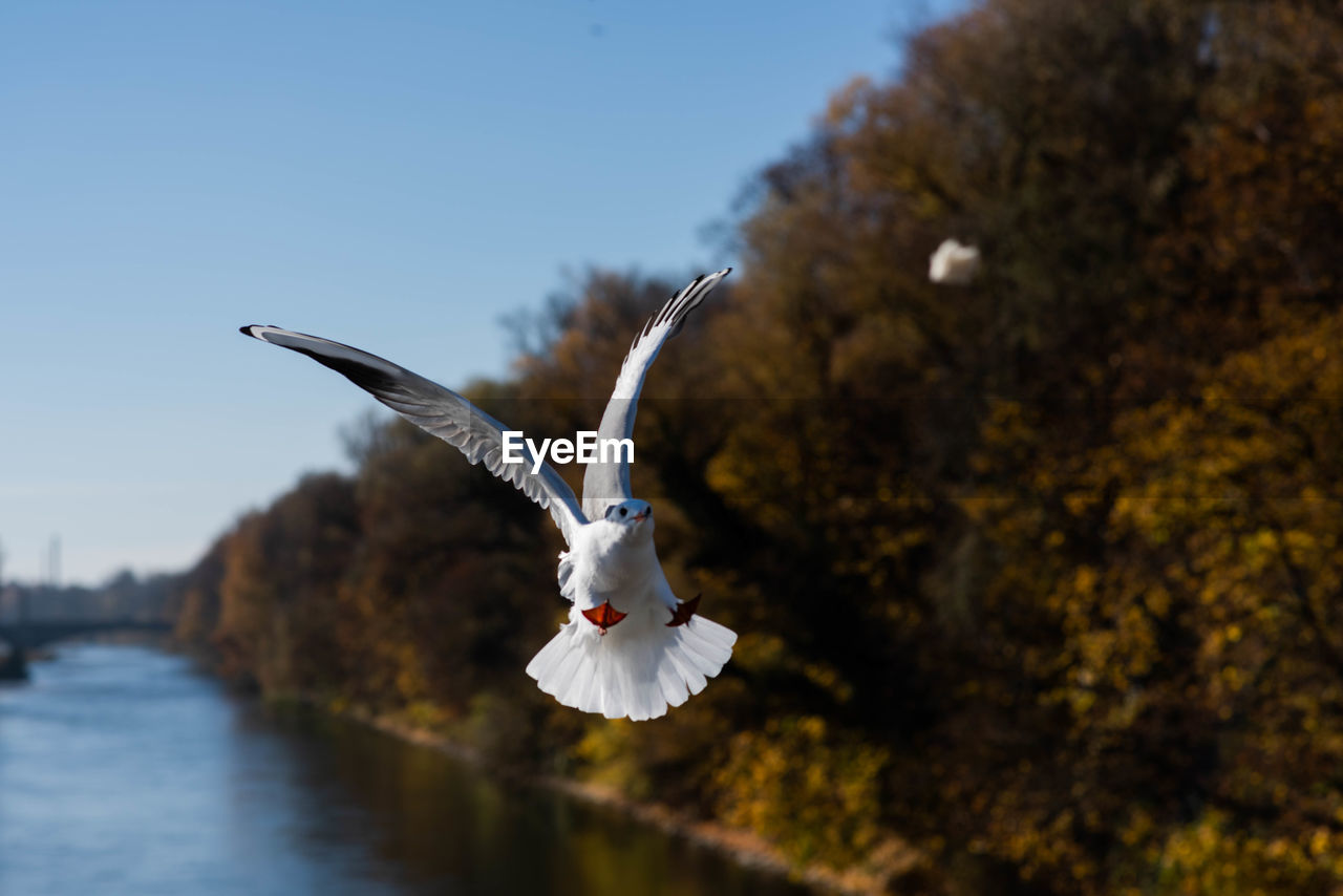 SEAGULL FLYING IN A BIRD