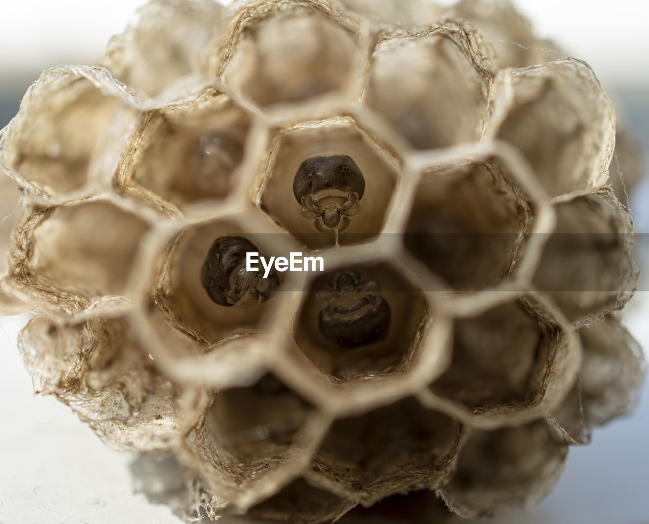 Embrioni di vespa nel nido