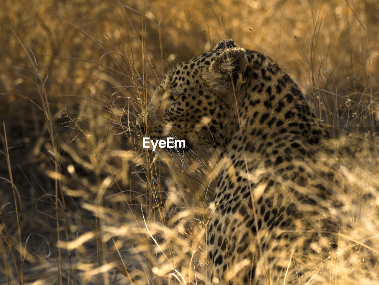 Leopard in savannah