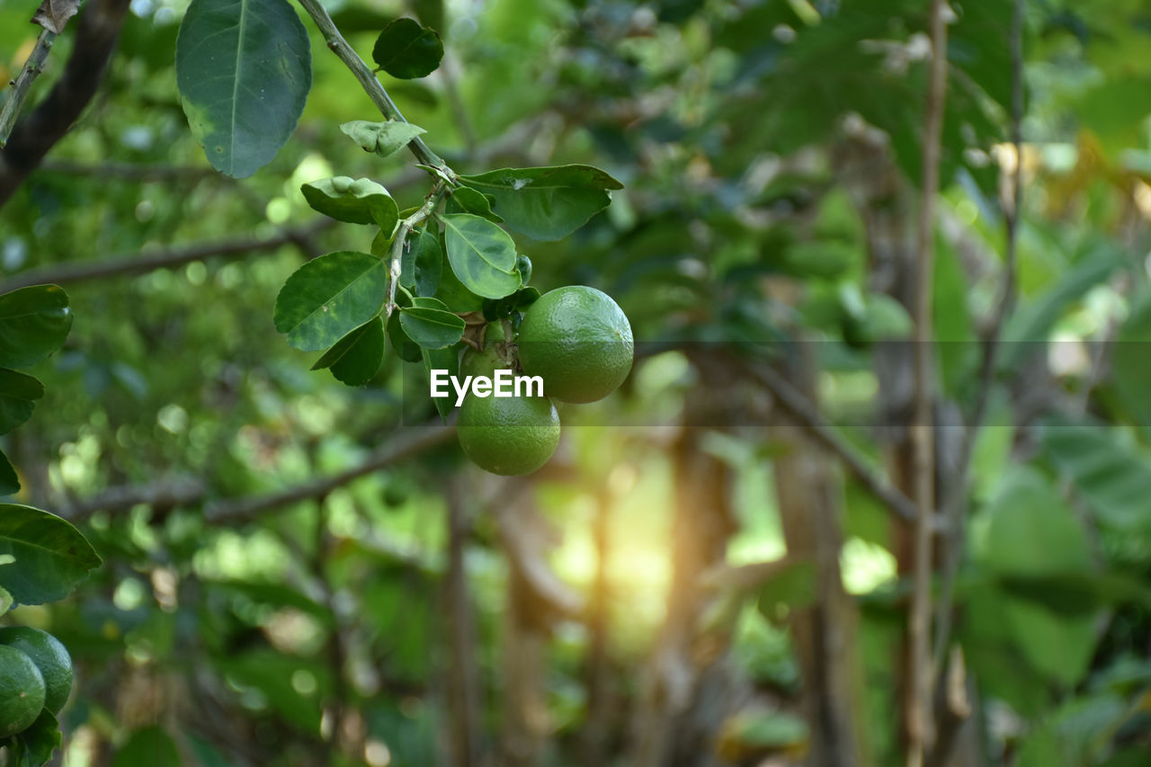 CLOSE-UP OF FRUITS ON TREE