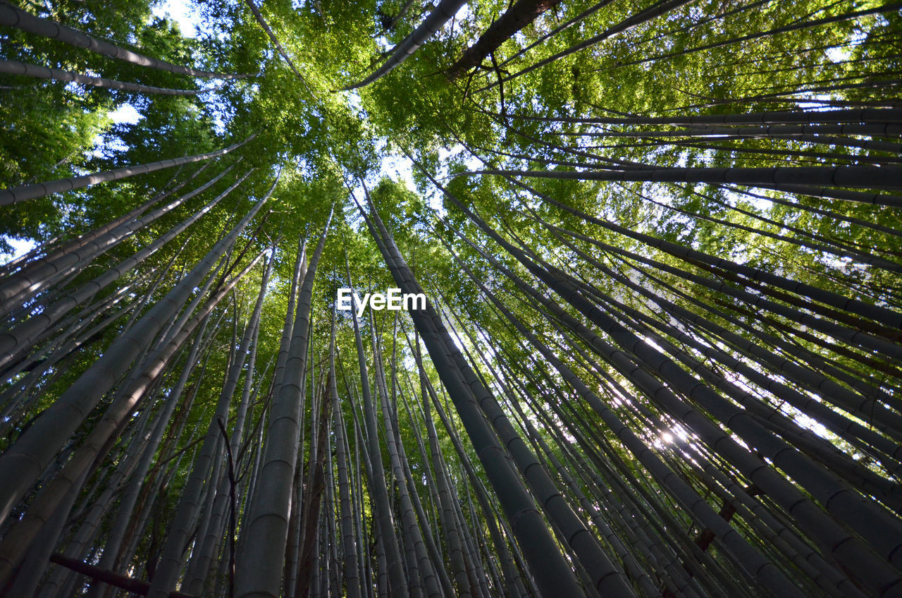 Low angle view of tall trees in the forest