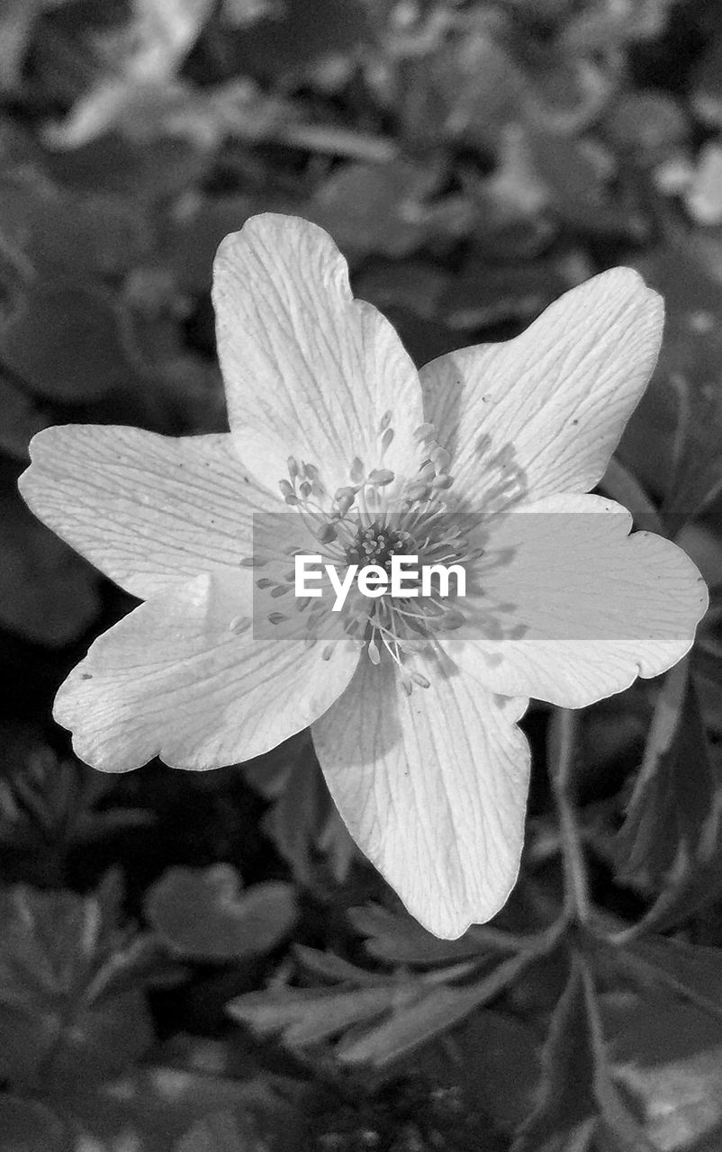 Close-up of flower blooming on field