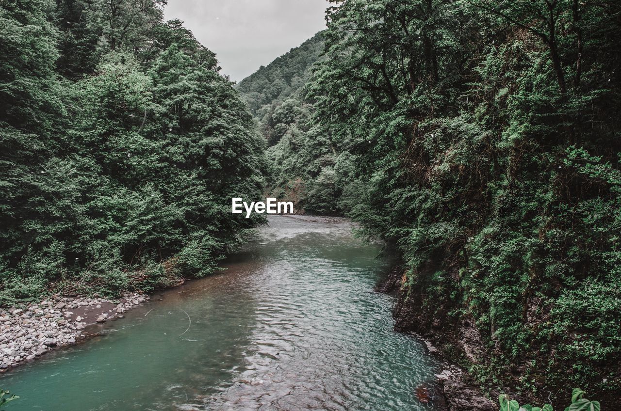 Scenic view of river amidst trees in forest